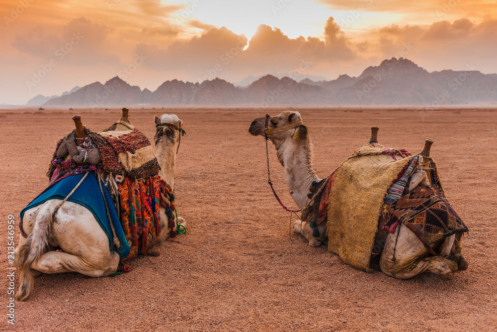 Sunset Camel Safari & Bedouin Dinner — Sharm El Sheikh Desert Tour