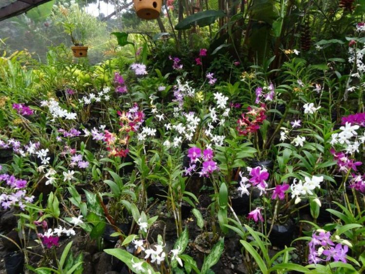 [Morning Session] Nadi Discovery Tour: Temples, Villages, Orchids & Hot Springs