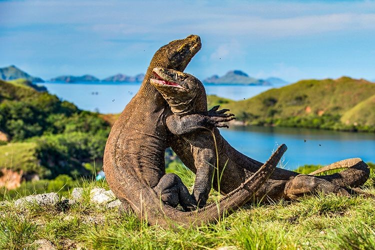 Komodo Island Delight: 3 Days, 5 Island Hopping, Your Free & Easy Labuan Bajo Blitz!