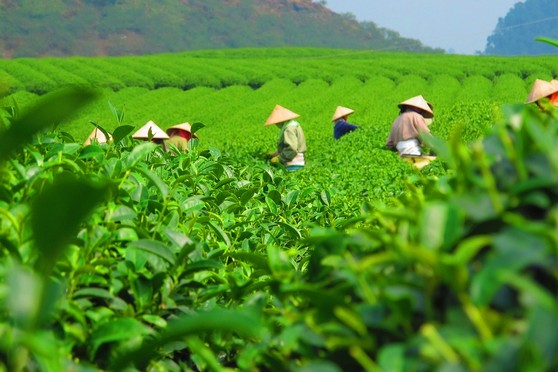 Image of Classic Kerala Highlights: 6 Days Exploring Munnar, Periyar & Kochi