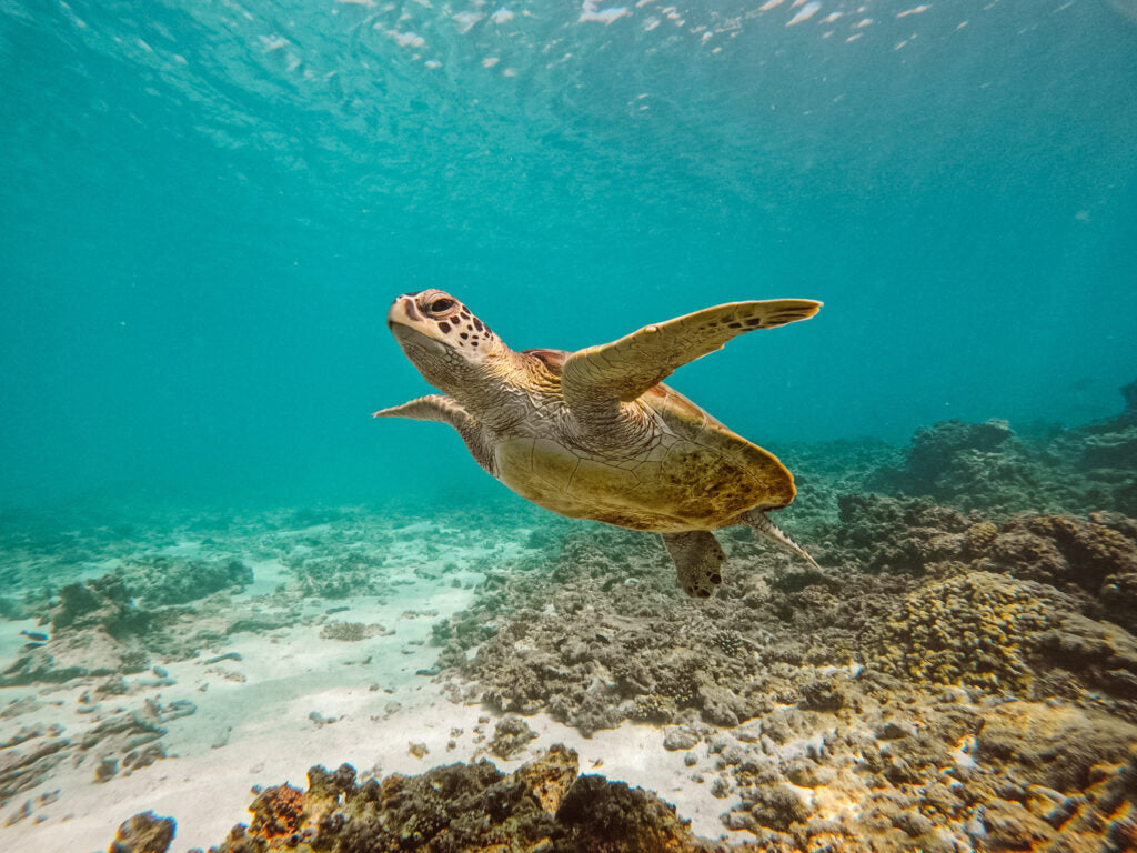 Image of Daymaniyat Islands Afternoon Snorkeling | Half-Day Muscat Tour