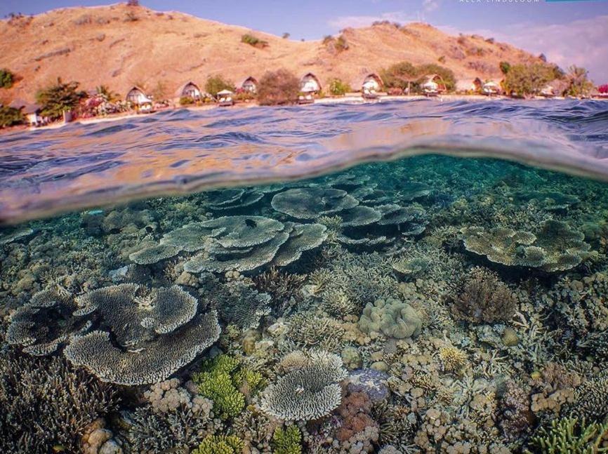 Ultimate Komodo Diving Experience: Manta Point, Castle Rock & Hidden Reefs