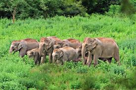 Enchanting Kerala Express: 6 Days of Heritage, Hills & Backwaters