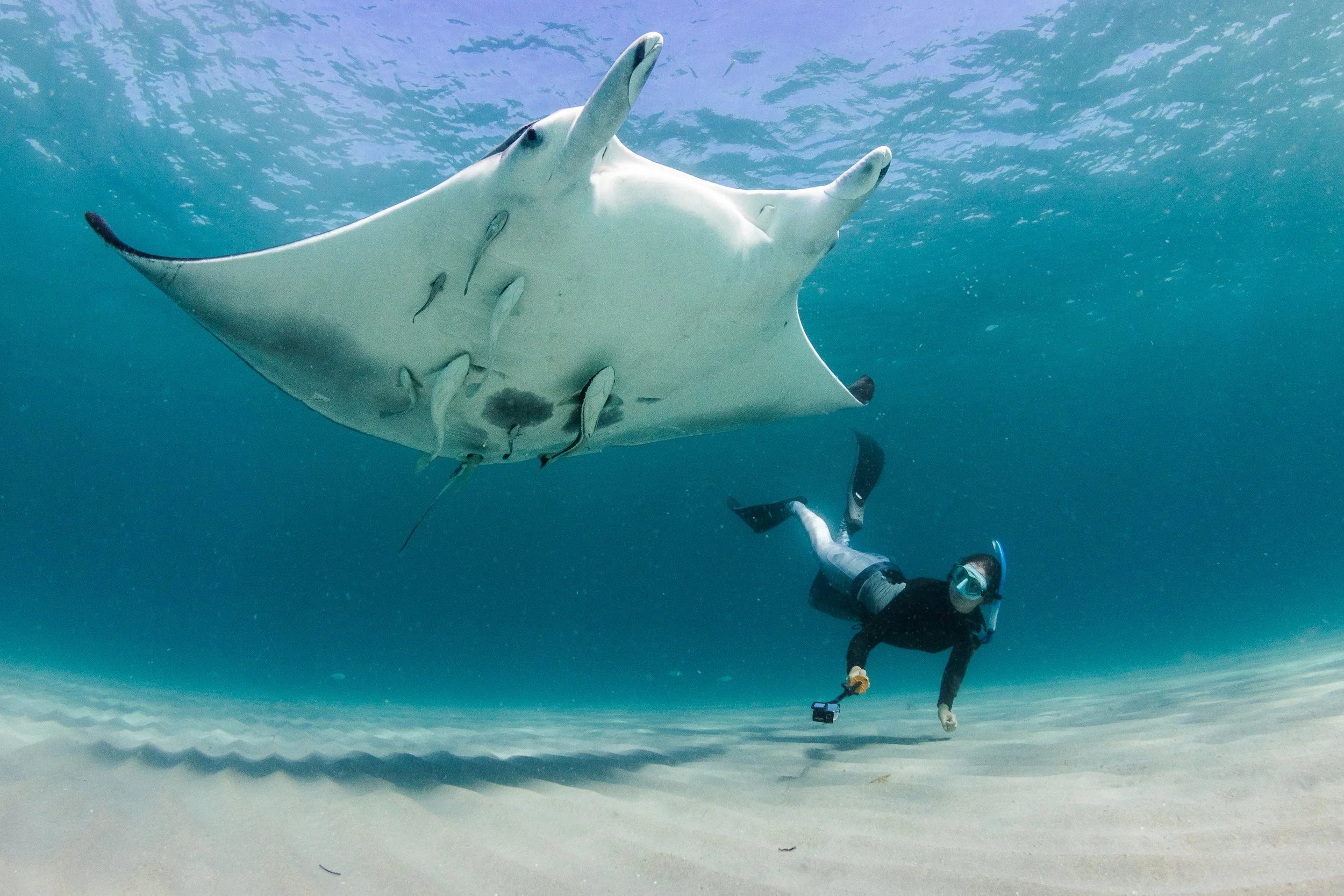 Image of Ultimate Komodo Diving Experience: Manta Point, Castle Rock & Hidden Reefs