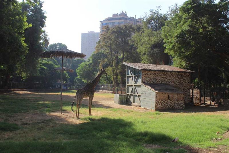 Image of Half Day Giza Zoo Trip from Cairo — Wildlife, History & Photo Stops