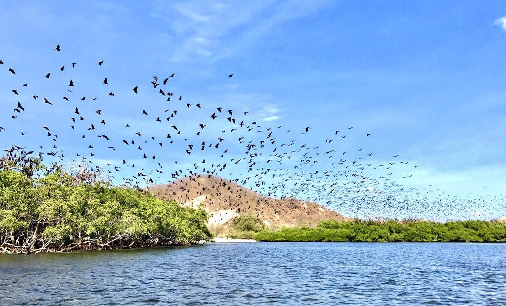 Image of Half-Day Komodo Sunset Cruise – Kelor Island, Menjerite Reef & Kalong Bats