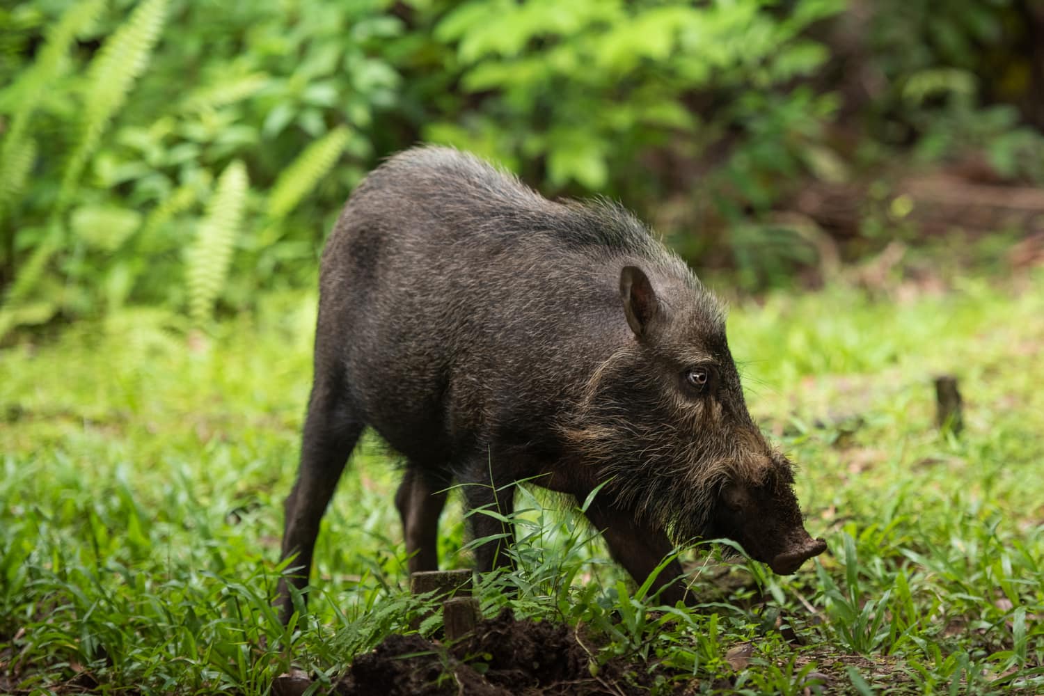 Image of BAKO WILDLIFE DAY TOUR