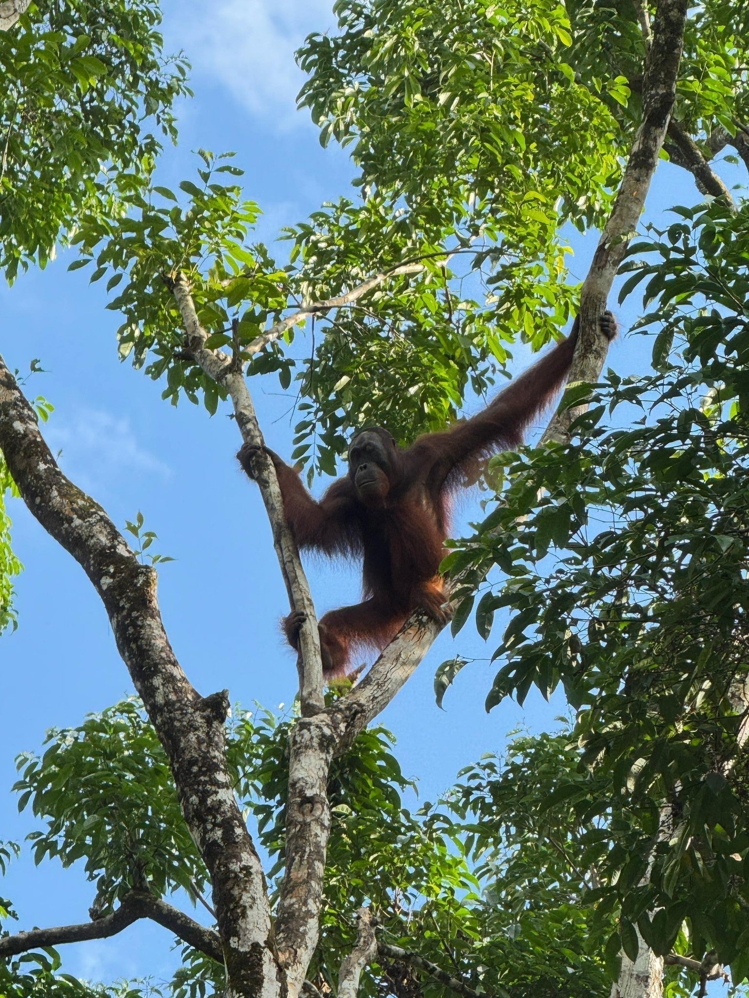 SEMENGGOH ORANGUTAN & BIDAYUH LONGHOUSE