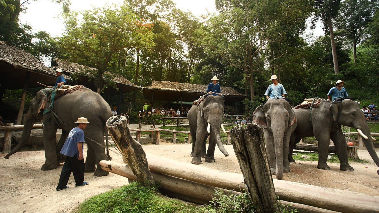 Image of Mae Rim Wonders: Elephant Camp, Sky Adventures & Moroccan Charm