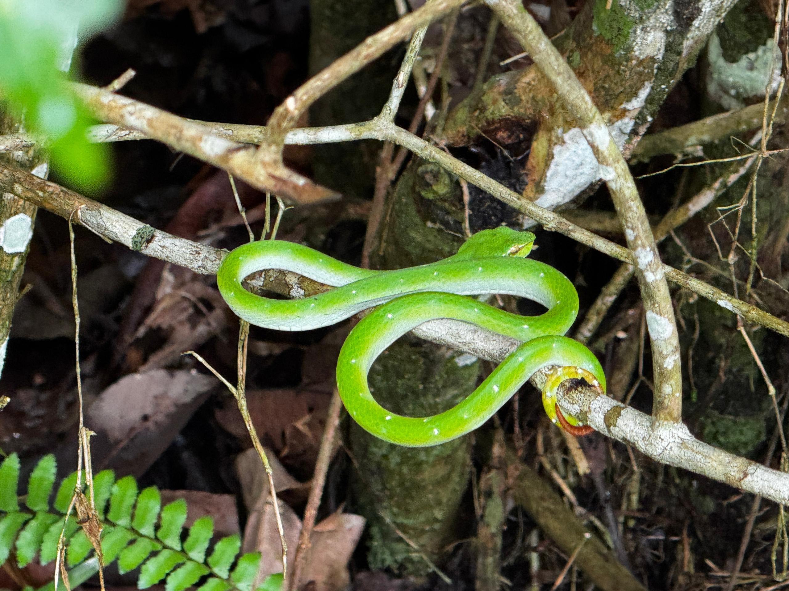 Image of 5D4N SARAWAK ADVENTURE