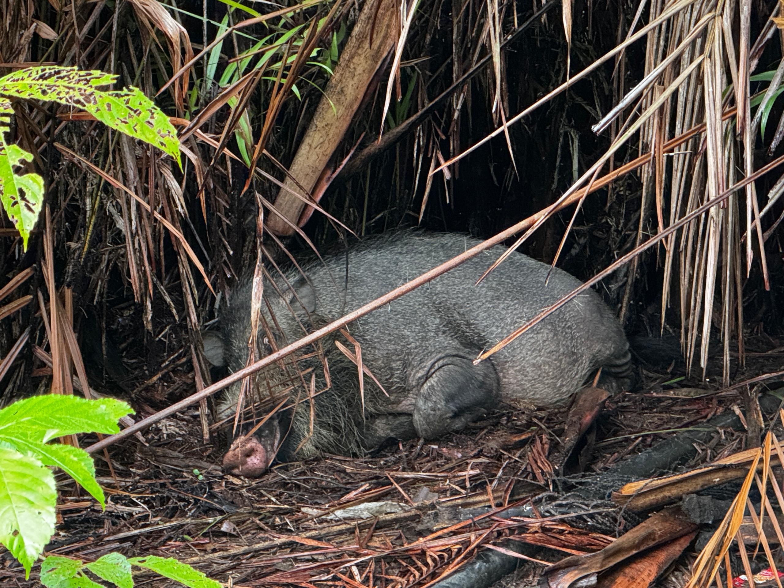 Image of 5D4N SARAWAK ADVENTURE