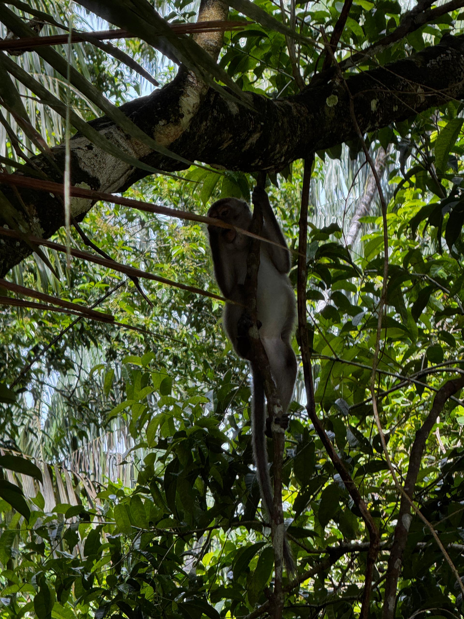 Image of 5D4N SARAWAK ADVENTURE