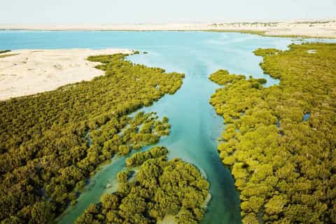 Hidden Oasis Adventure: Kayaking Through Purple Island’s Mangroves