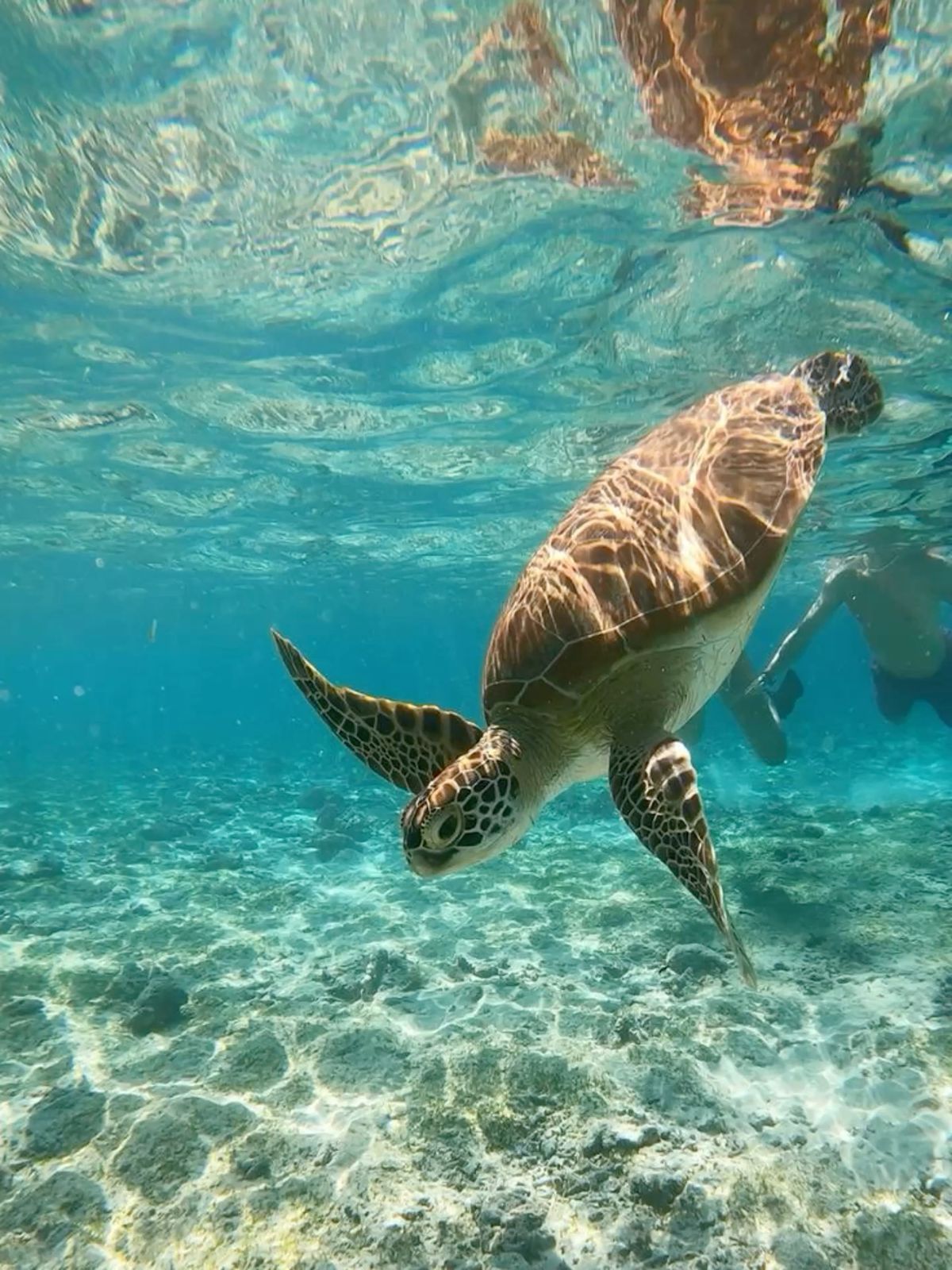 Image of Pearl of the Indian Ocean: 10-Day Sri Lanka Heritage & Nature Journey