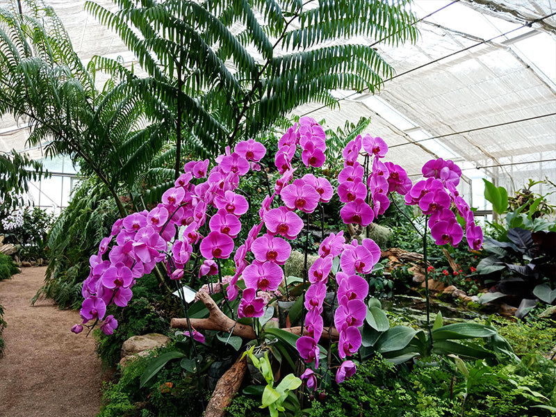 Image of Mae Rim Wonders: Elephant Camp, Sky Adventures & Moroccan Charm