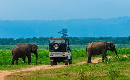 Sri Lanka in 3 Days: Sigiriya, Kandy & Tea Country Escape