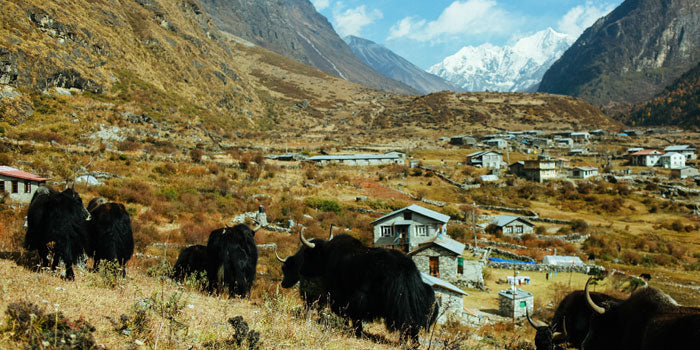 Image of 8D Langtang Valley Adventure: Journey Through Himalayan Wonders