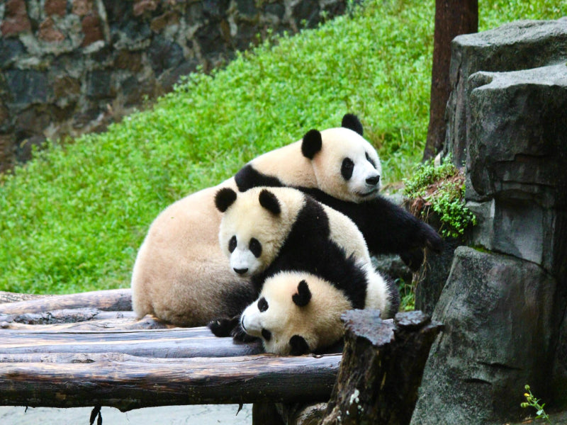 Image of Chengdu, Jiuzhaigou & Huanglong 6 Day Tour