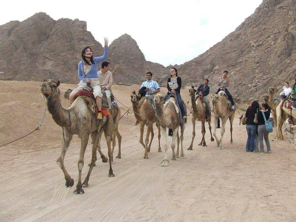 Image of Sharm El Sheikh Camel Safari – Sunset, Desert & Bedouin Dinner
