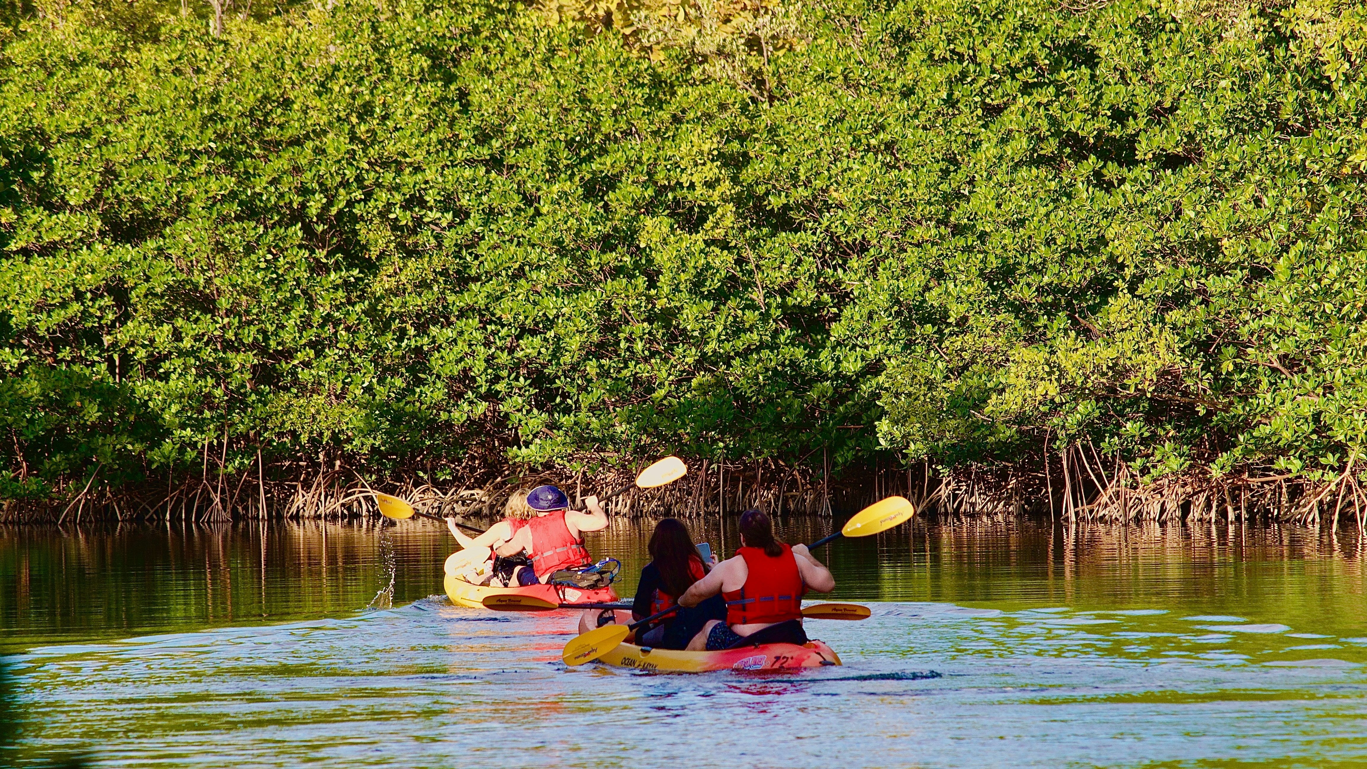 Image of Al Mafjar Mangrove Kayaking & SUP Tour – Qatar Nature Escape