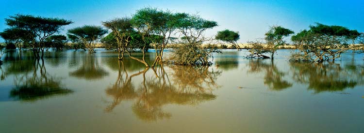 Hidden Oasis Adventure: Kayaking Through Purple Island’s Mangroves