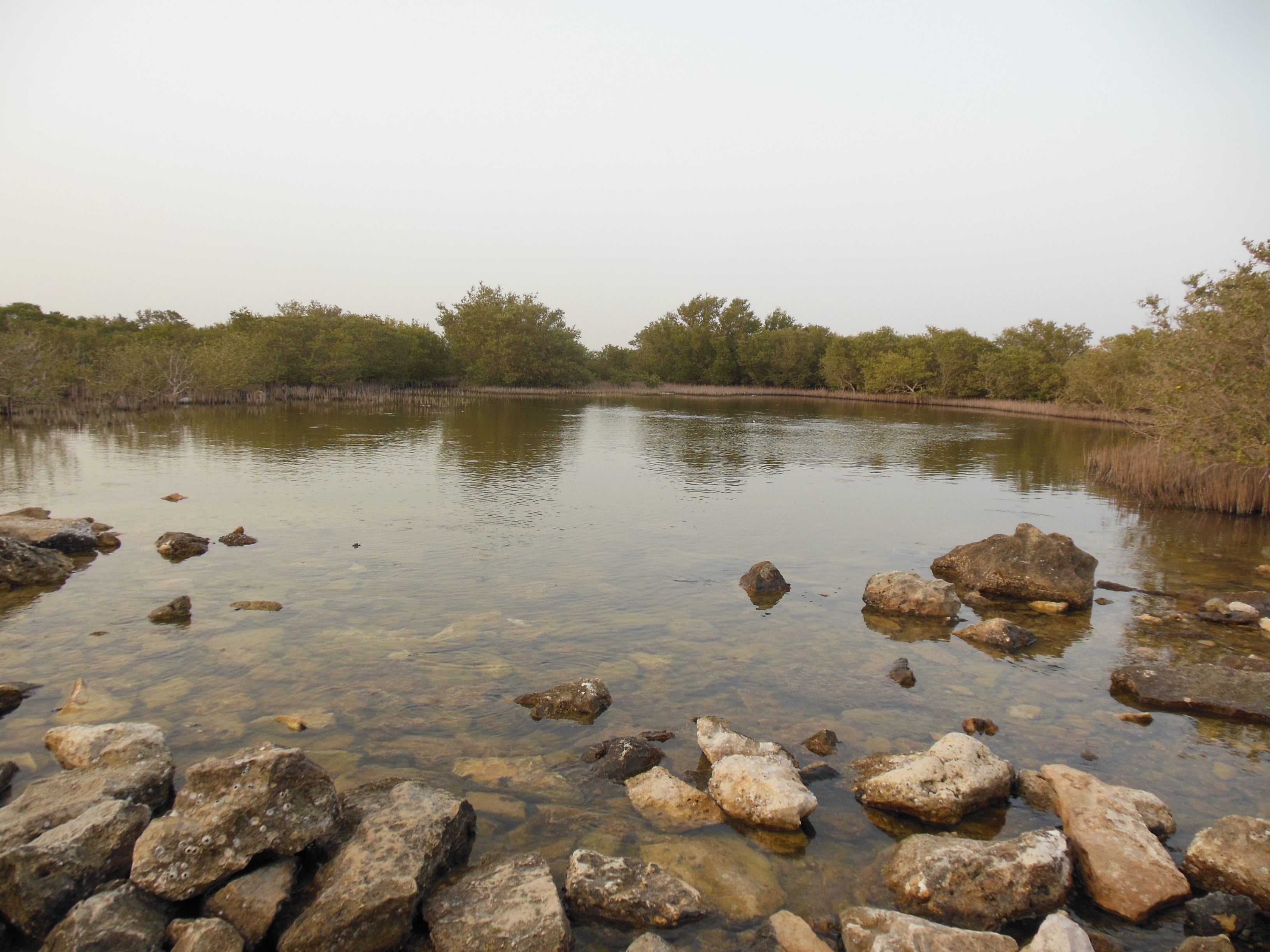 Image of Hidden Oasis Adventure: Kayaking Through Purple Island’s Mangroves