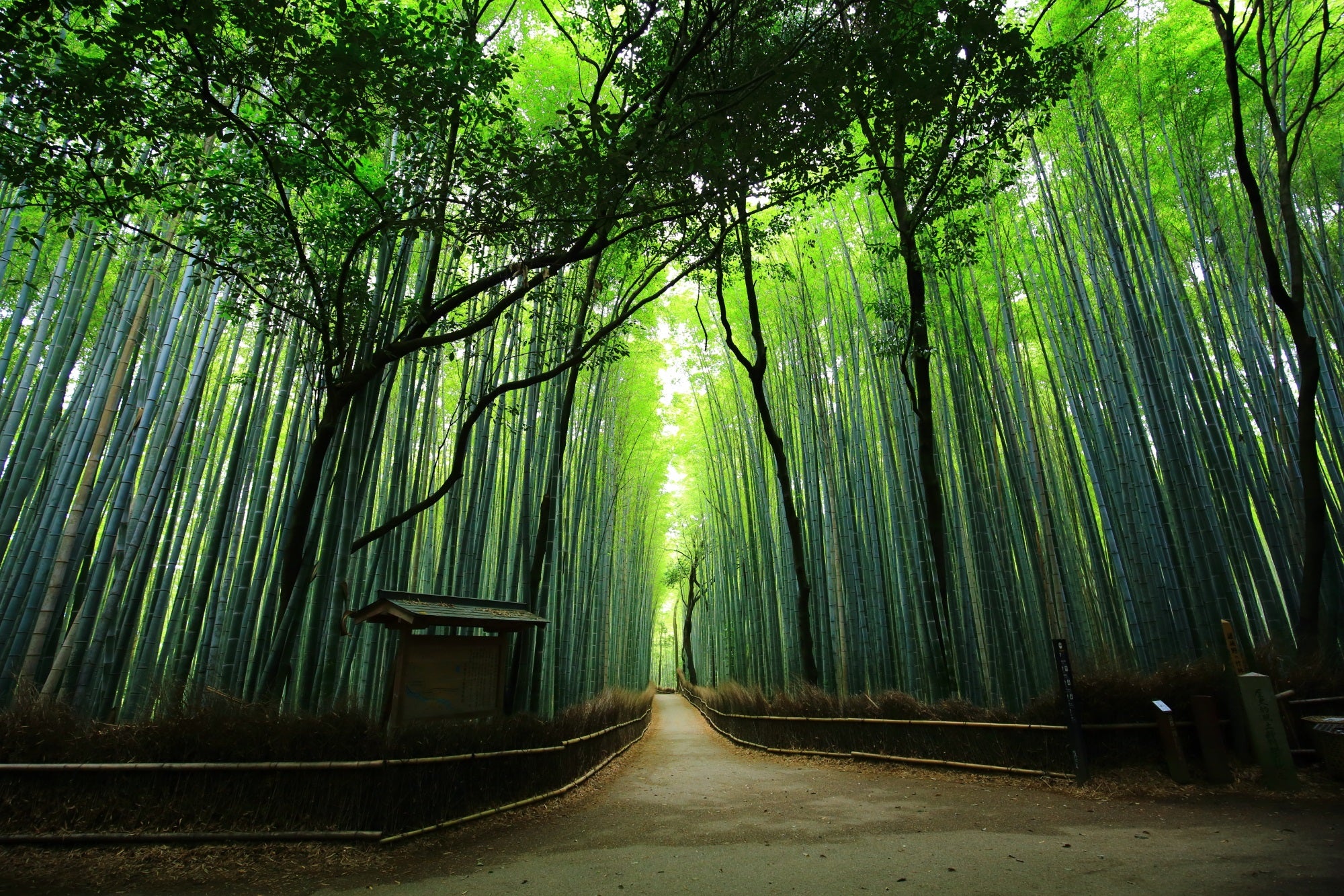 Image of Kyoto Full-Day Cultural Tour from Osaka