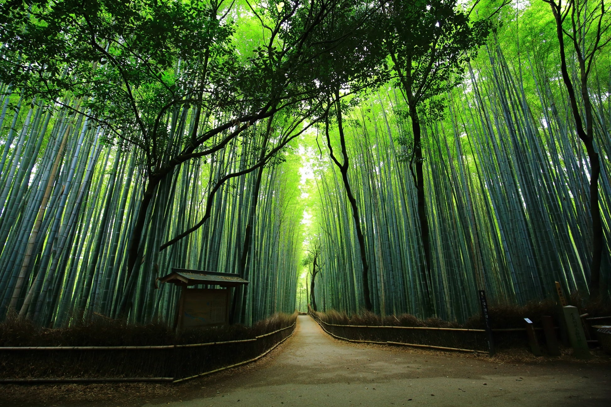 Arashiyama & Nara Day Trip from Osaka