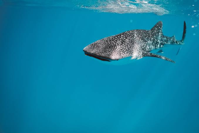 Image of Daymaniyat Islands Afternoon Snorkeling | Half-Day Muscat Tour