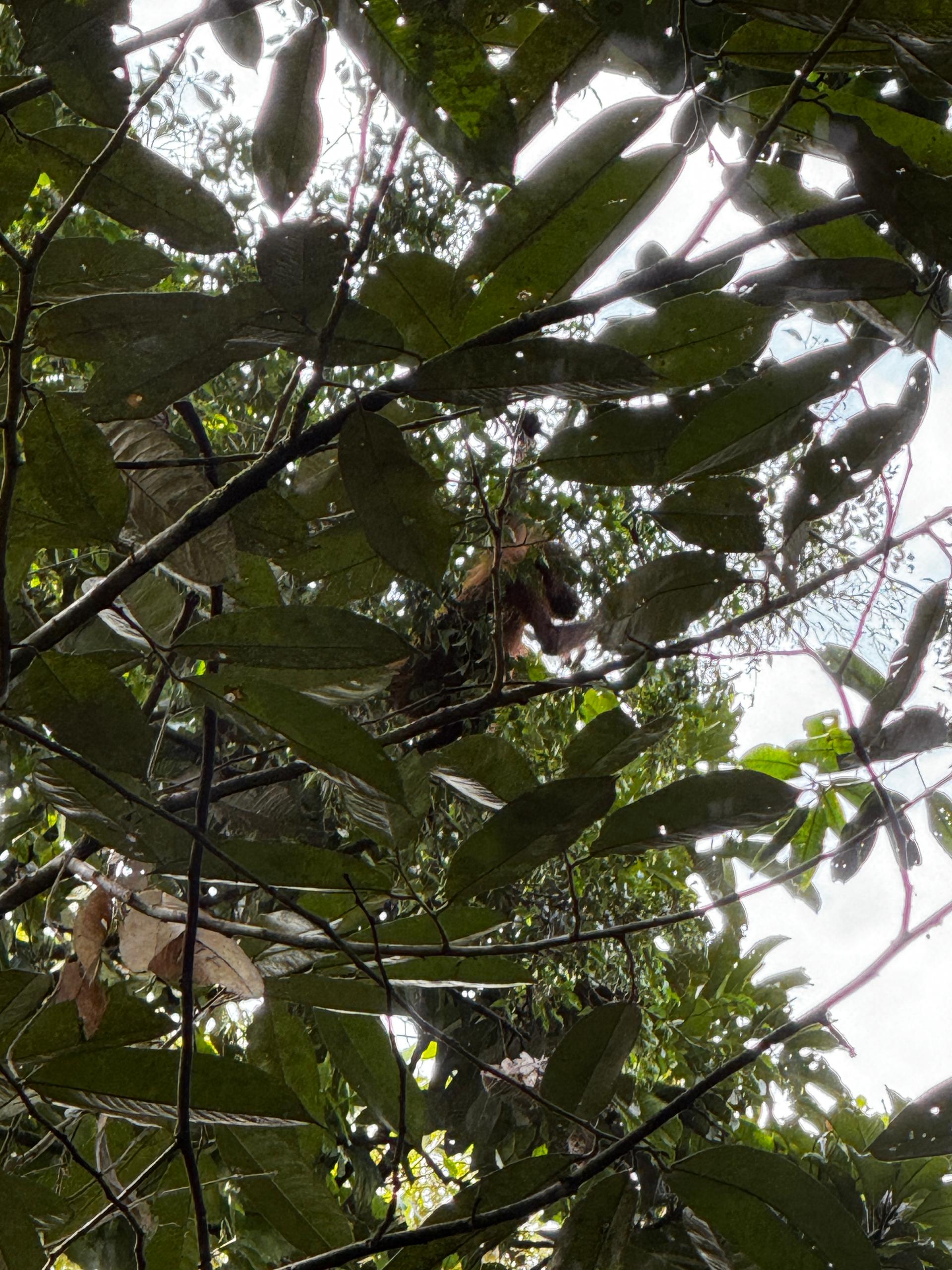 Image of 3D2N BATANG AI ADVENTURE