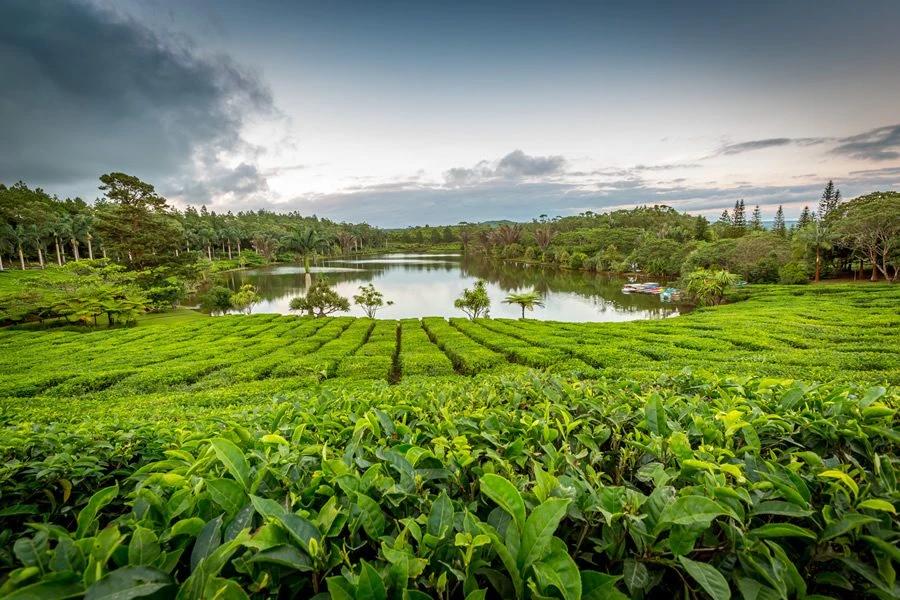 Image of Mauritius Heritage Tour: Tea Estates, Colonial Homes & Rum Traditions