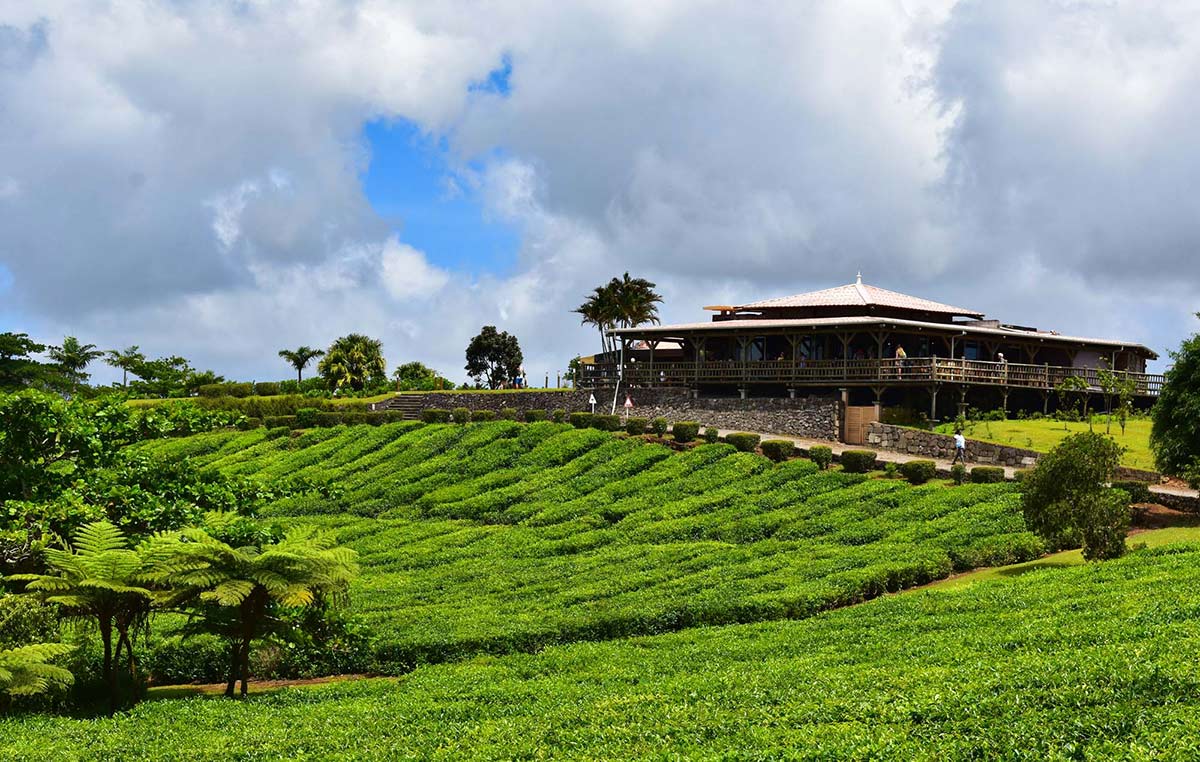 Mauritius Heritage Tour: Tea Estates, Colonial Homes & Rum Traditions