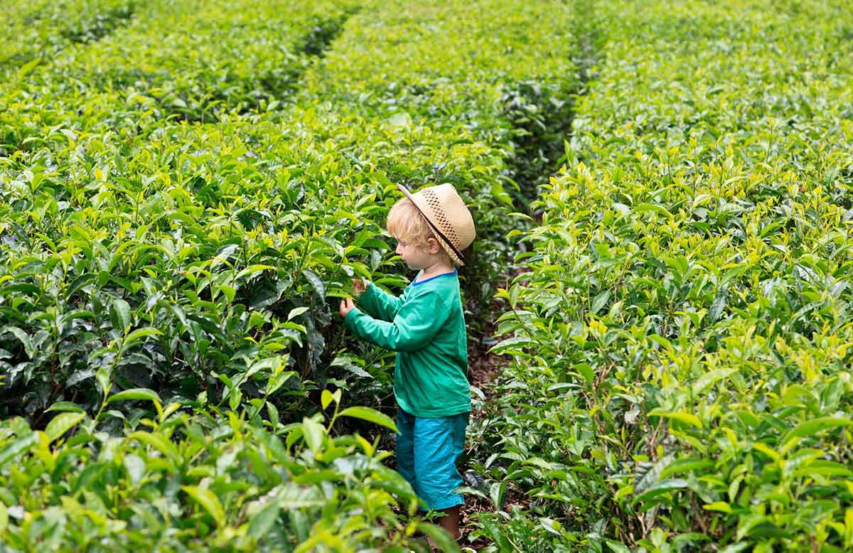 Mauritius Heritage Tour: Tea Estates, Colonial Homes & Rum Traditions