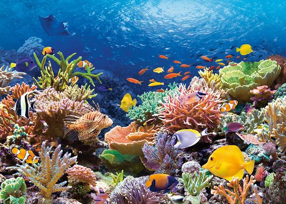Image of Bunaken Marine Park 3D2N: Manado Snorkeling Weekend