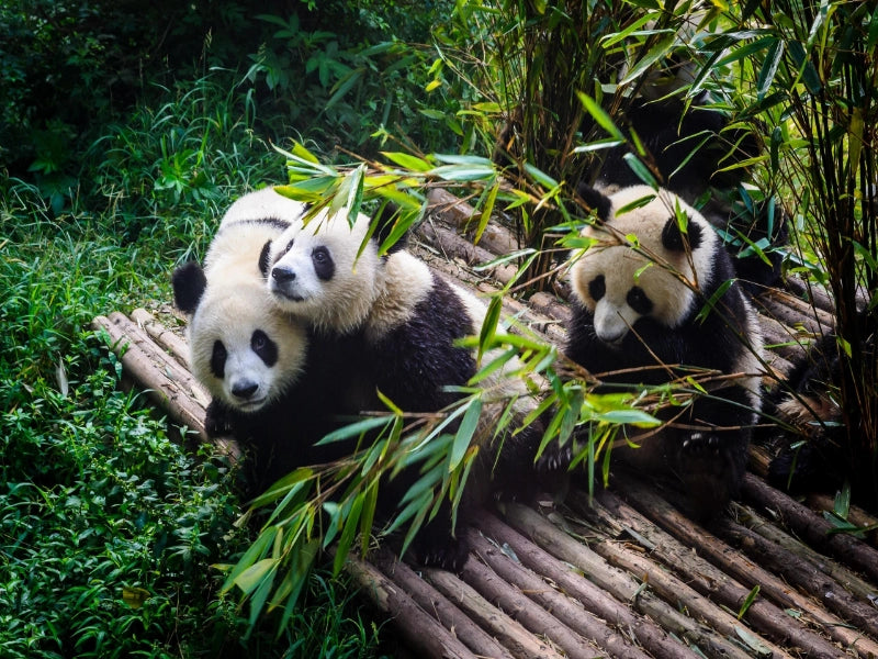 Image of Chengdu, Jiuzhaigou & Chongqing 5-Day Tour