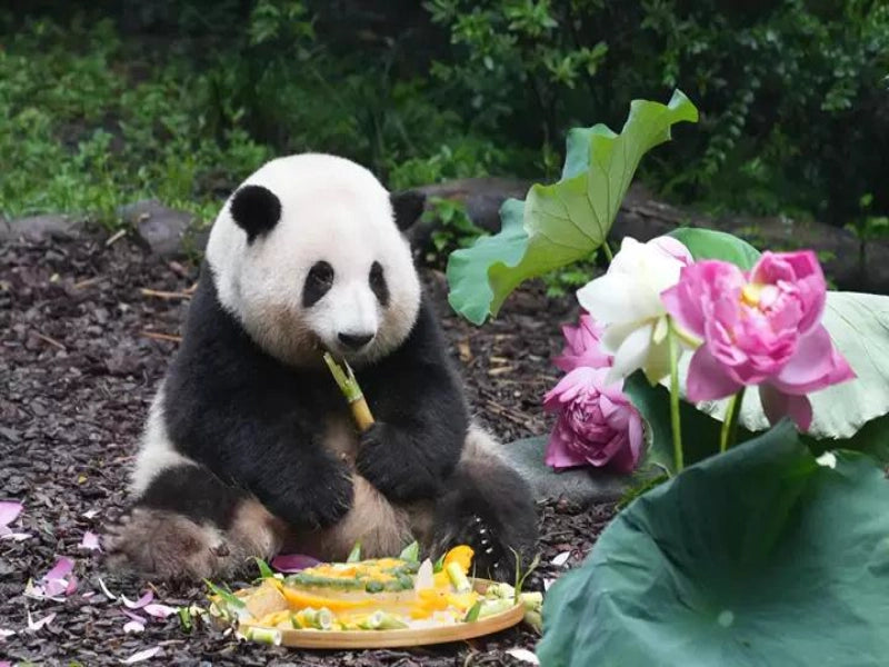 Image of Chengdu, Jiuzhaigou & Chongqing 5-Day Tour