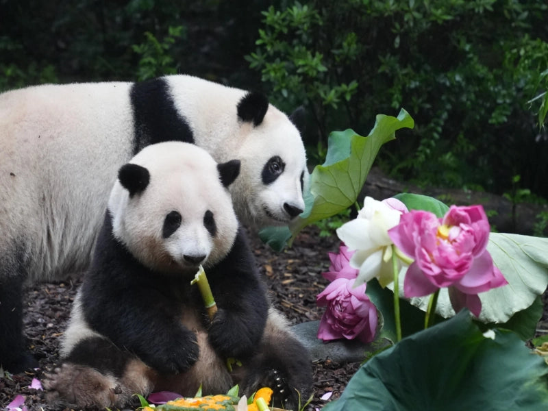 Image of Fairy-Tale Sichuan: 5-Day Jiuzhaigou, Huanglong & Giant Panda Tour