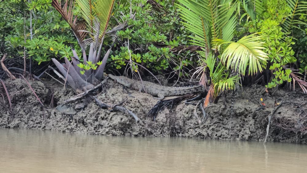 KUCHING MANGROVE WILDLIFE & FIREFLIES (PRIVATE TOUR)
