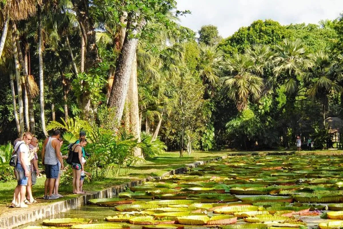 Image of Mauritius Heritage Tour: Tea Estates, Colonial Homes & Rum Traditions
