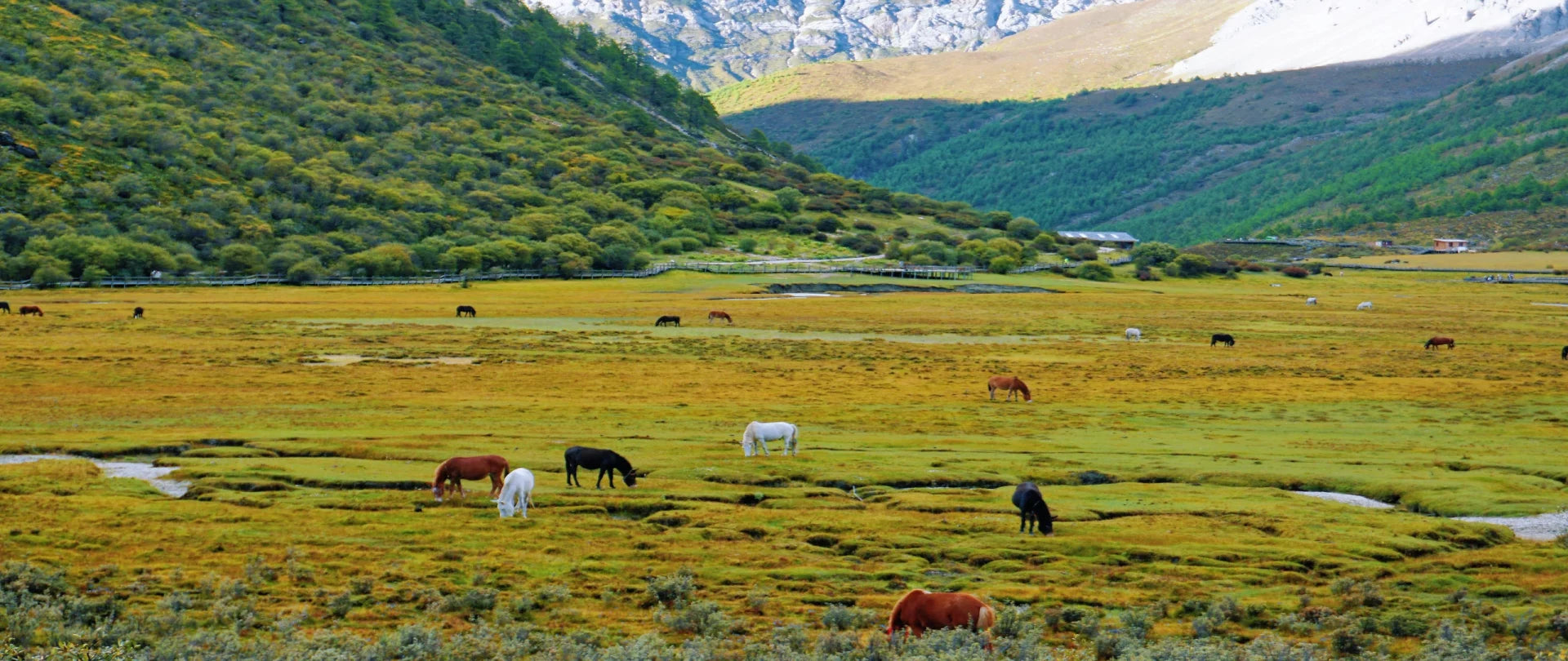 Image of Panoramic Western Sichuan: 7-Day Daocheng Yading, Mount Siguniang & Moshi Park Tour