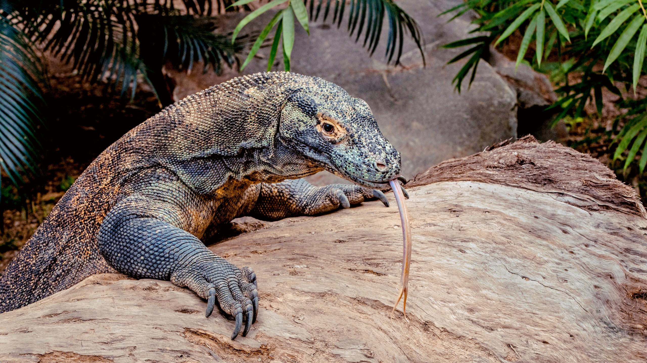 Image of Komodo Full-Day Speedboat Tour – Dragons, Pink Beach & Manta Point