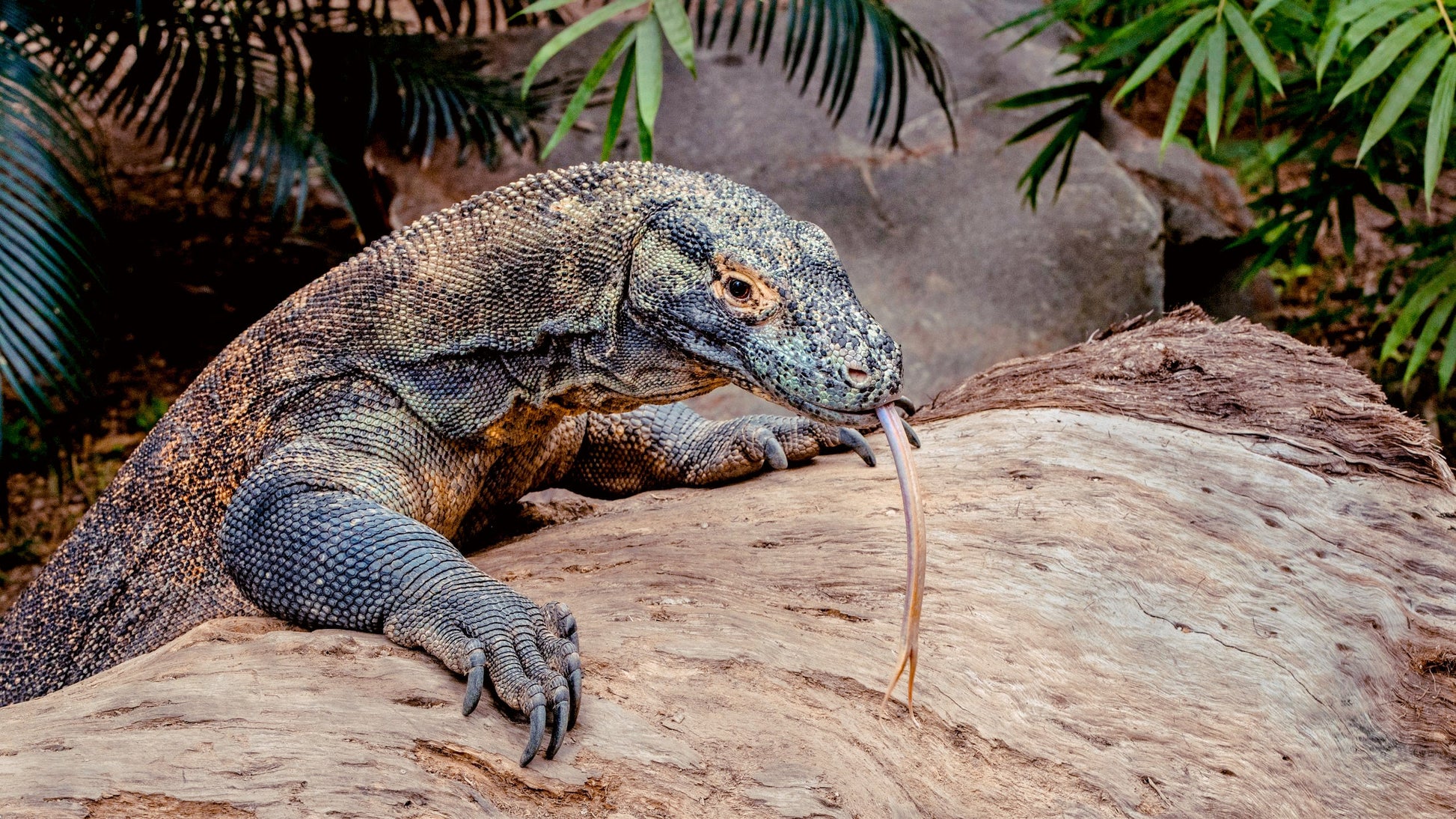 Komodo Island Liveaboard Family Cruise – 2D1N Private Sailing Experience