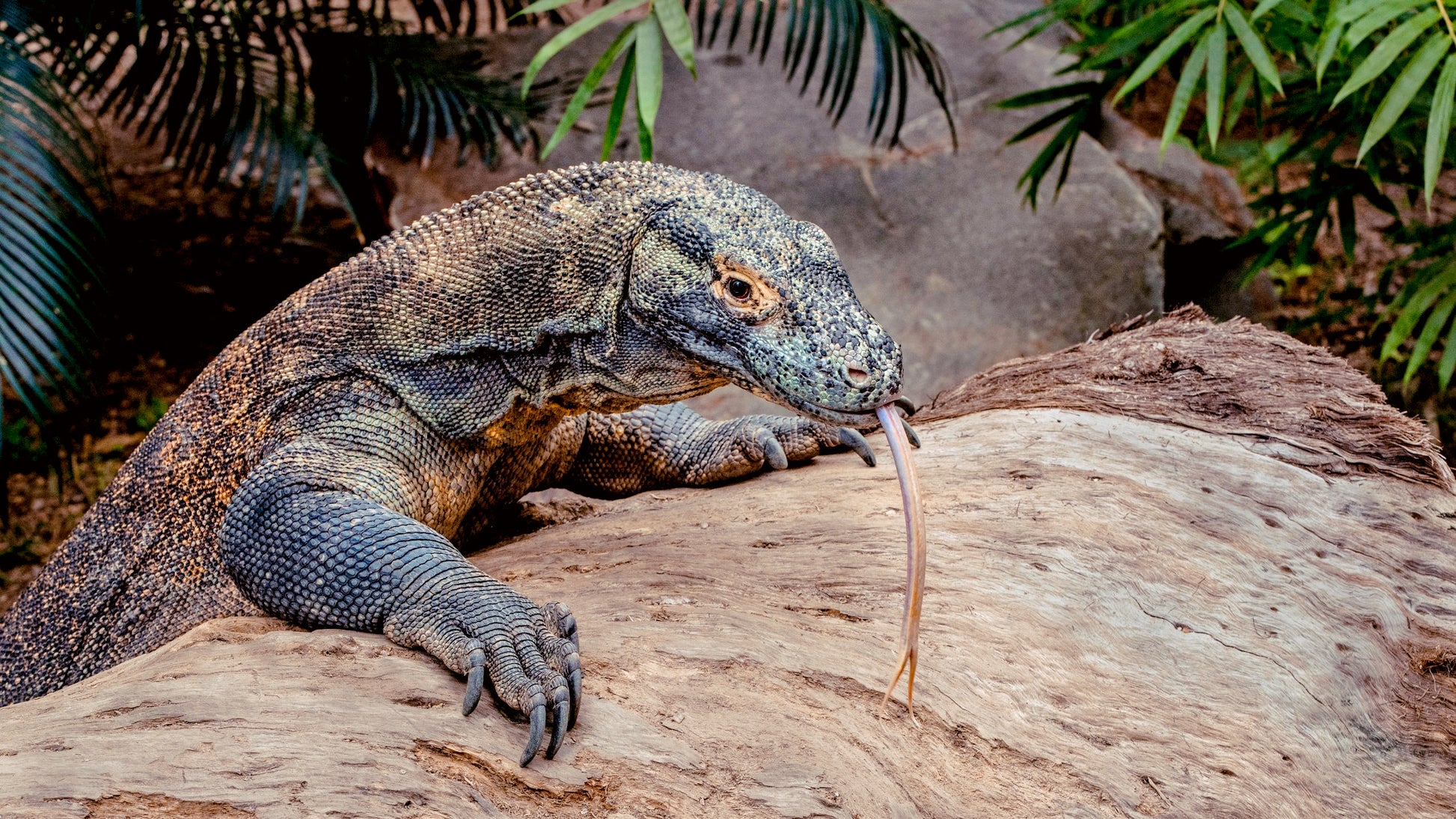 Exclusive Komodo National Park Day Tour – Superior Speedboat Experience