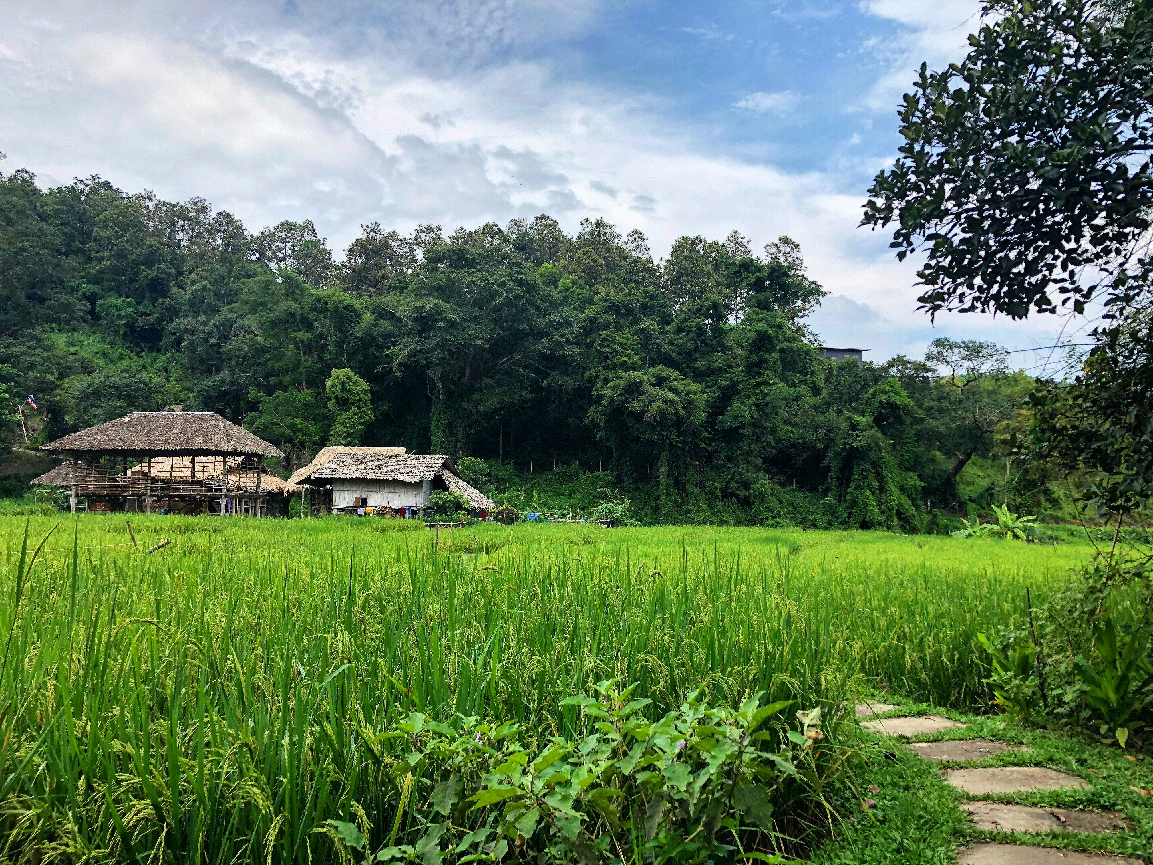 Image of Mae Rim Tour | Elephant Camp, Sky Adventures & Moroccan Charm