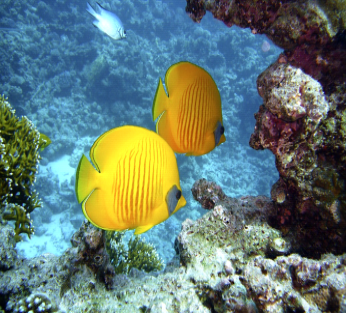 5-Day Cairo to Sharm El Sheikh Flight Package: Ancient Wonders & Beach Bliss