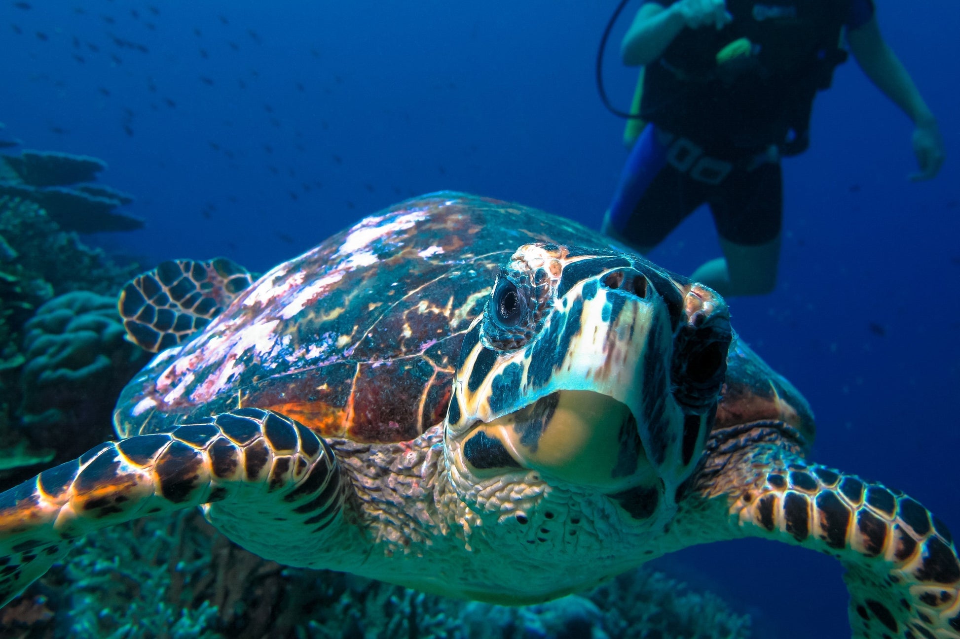 7 Nights Premium Beach Villa with Whirlpool - Maldivian Paradise: A Serene Escape at Canareef Resort