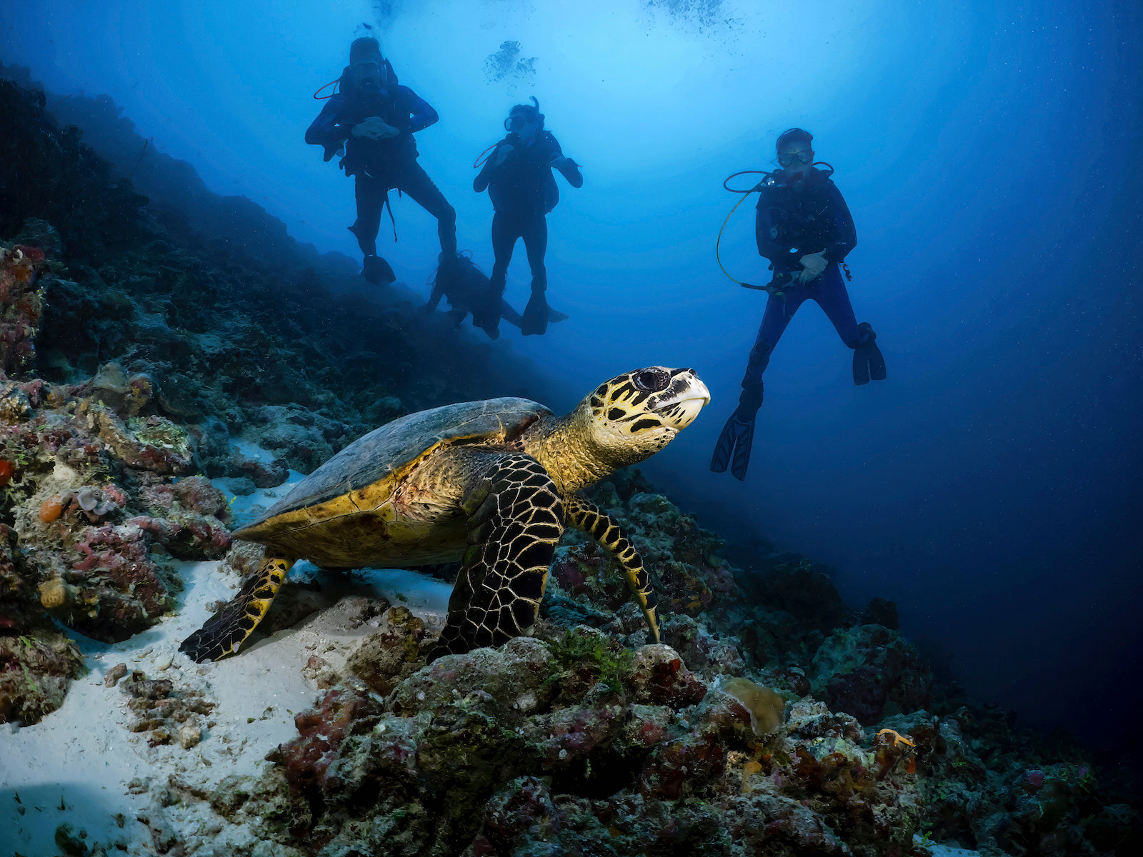 4 Nights  Sunset Beach Villa- Maldivian Paradise: A Serene Escape at Canareef Resort