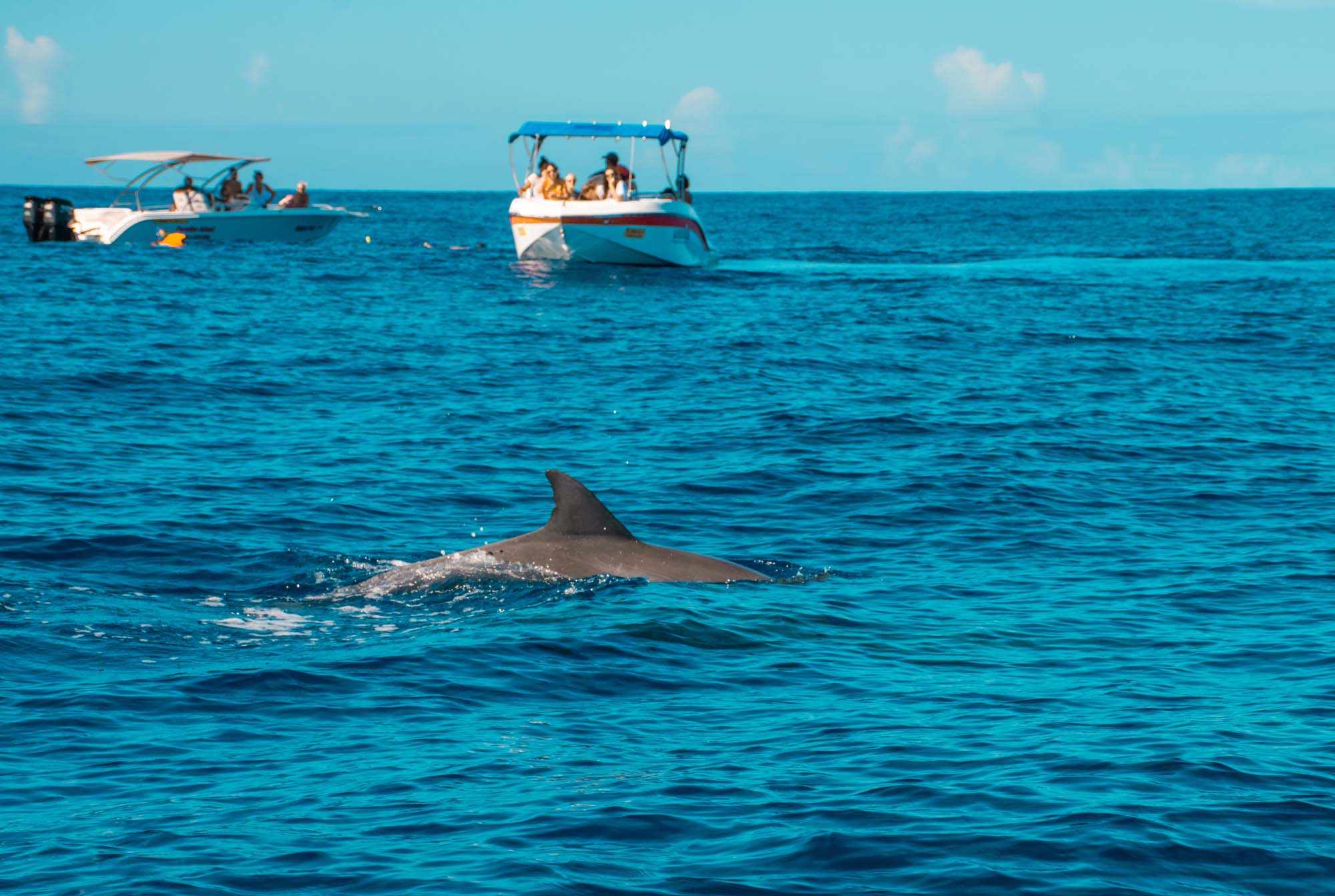 Image of Swim with Dolphins & Island Escape – Crystal Rock & Île aux Bénitiers Tour