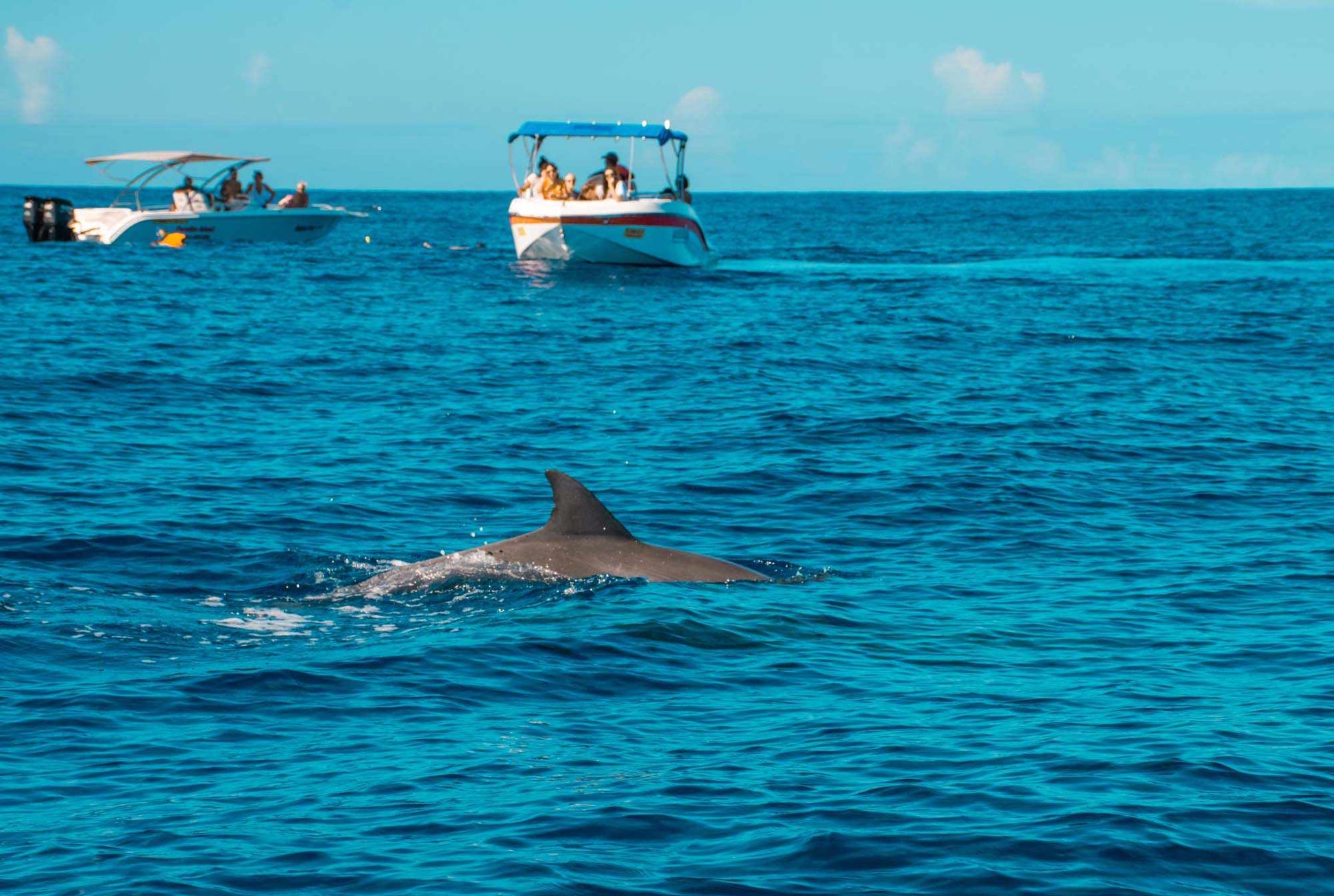 Swim with Dolphins & Island Escape – Crystal Rock & Île aux Bénitiers Tour