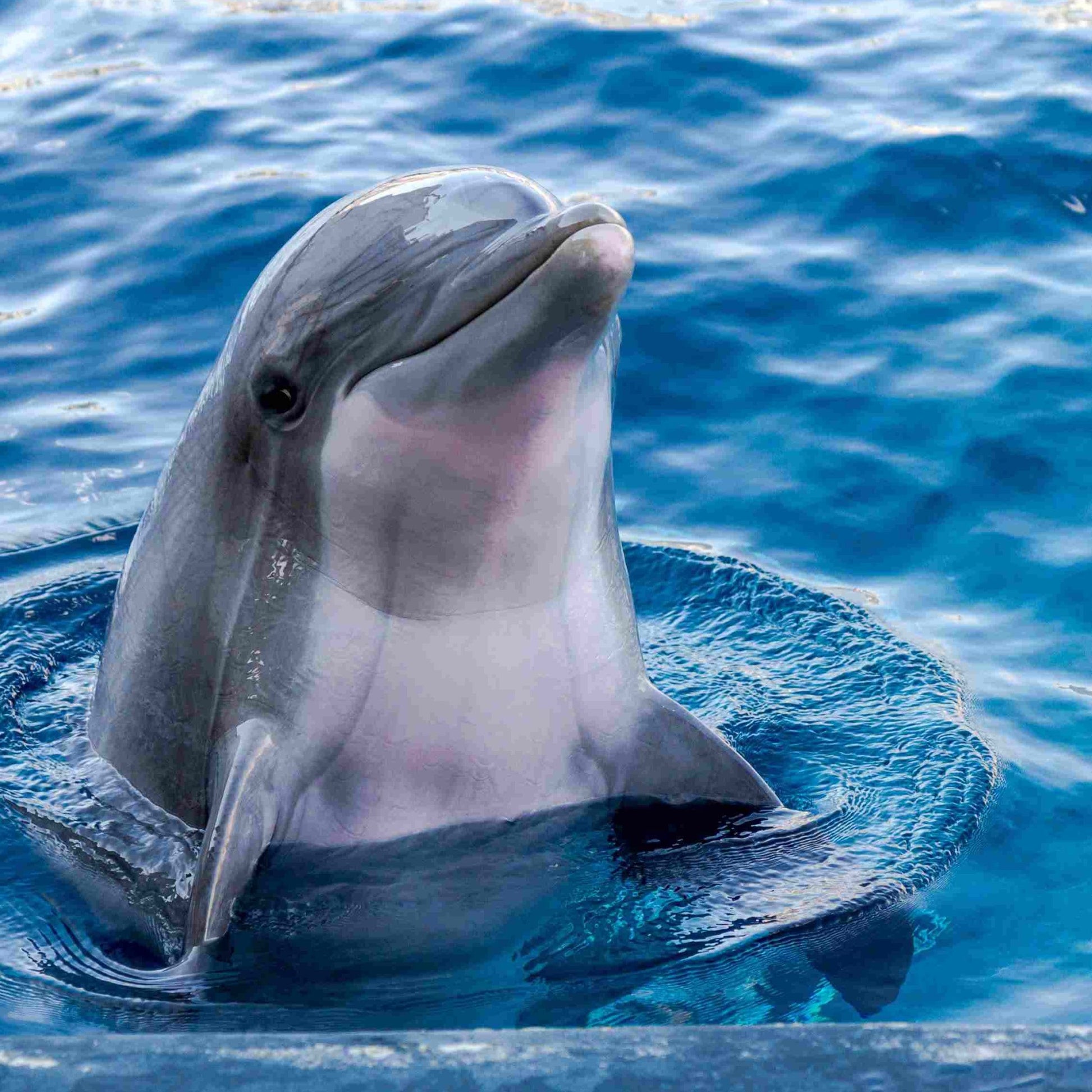 Swim with Dolphins & Island Escape – Crystal Rock & Île aux Bénitiers Tour
